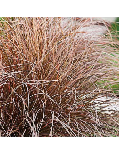 Milk Chocolate Milchoc Carex comans Turzyca włosowata