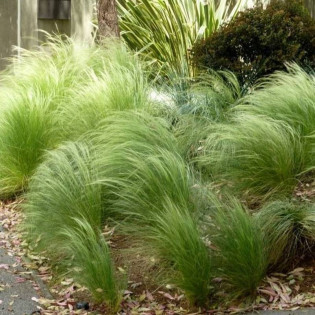 Turzyca włosowa Frosted Curls Carex comans
