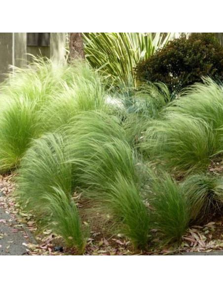 Turzyca włosowa Frosted Curls Carex comans