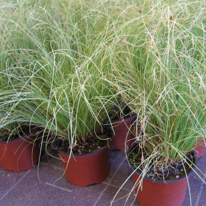 Frosted Curls Carex comans Turzyca włosowa