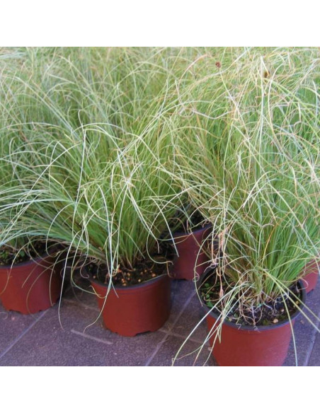 Frosted Curls Carex comans Turzyca włosowa