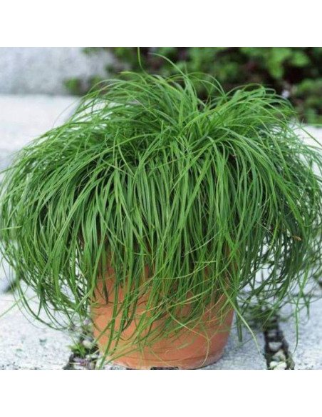 Turzyca wiosenna The Beatles Carex caryophyllea