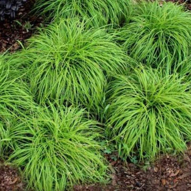 The Beatles Carex caryophyllea Turzyca wiosenna