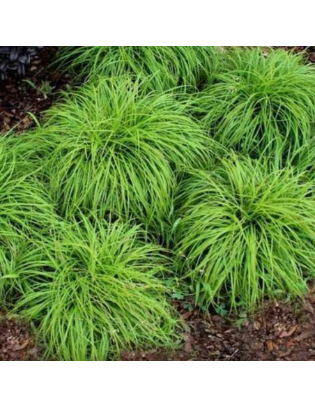 The Beatles Carex caryophyllea Turzyca wiosenna