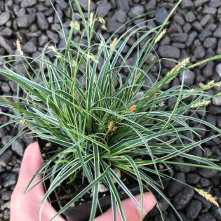 Turzyca stożkowata Snowline Carex conica