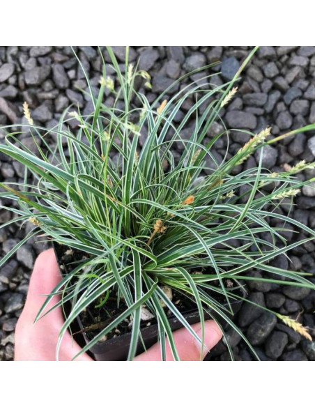 Turzyca stożkowata Snowline Carex conica
