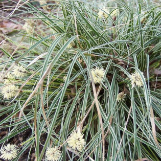 Turzyca stożkowata Snowline Carex conica 2