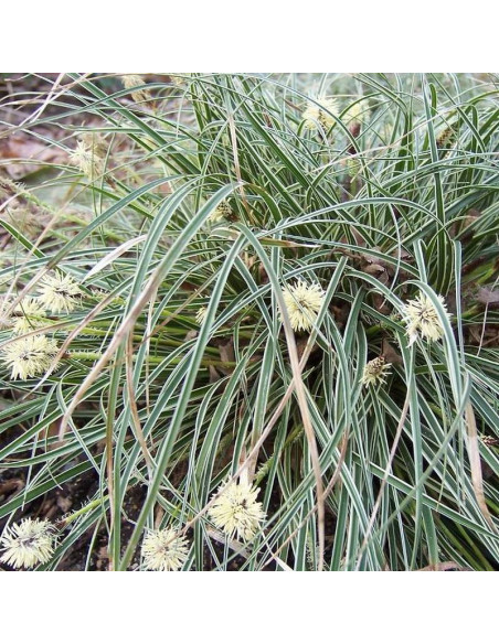 Snowline Carex conica Turzyca stożkowata