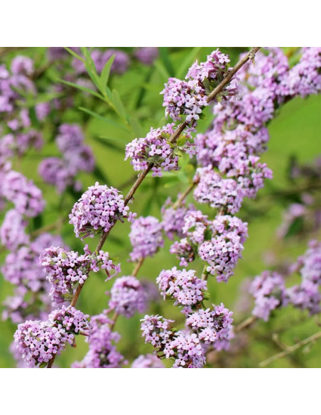 Budleja skrętolistna Buddleja alternifolia