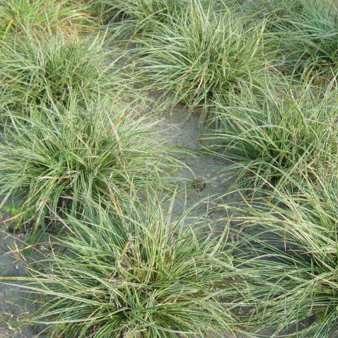 Turzyca stożkowata Carex conica Snowline