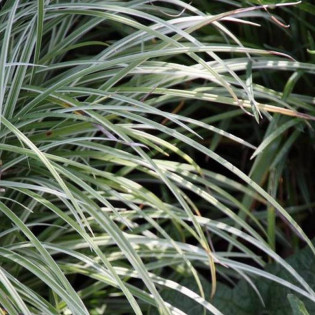 Turzyca Silver Sceptre Carex