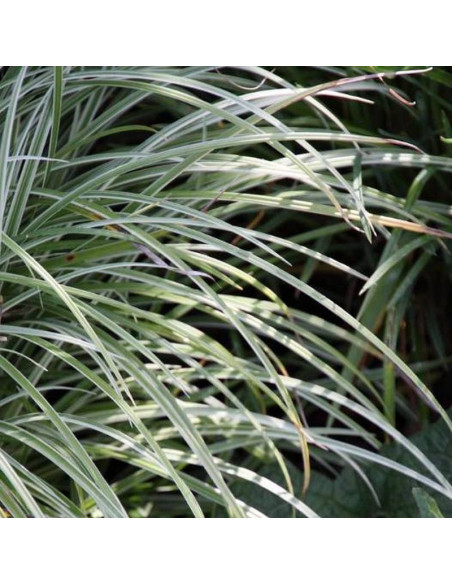 Turzyca Silver Sceptre Carex