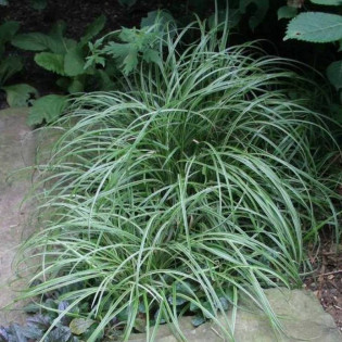 Turzyca Silver Sceptre Carex 2