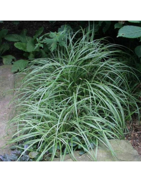 Silver Sceptre Carex Turzyca