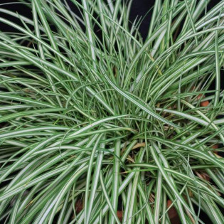 Turzyca ptasie łapki Variegata Carex ornithopoda
