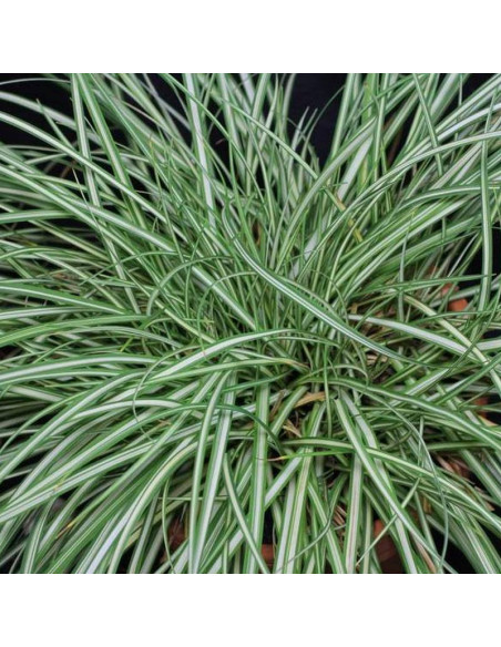 Turzyca ptasie łapki Variegata Carex ornithopoda