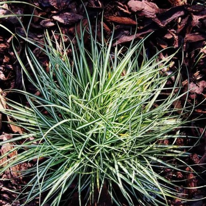 Variegata Carex ornithopoda Turzyca ptasie łapki