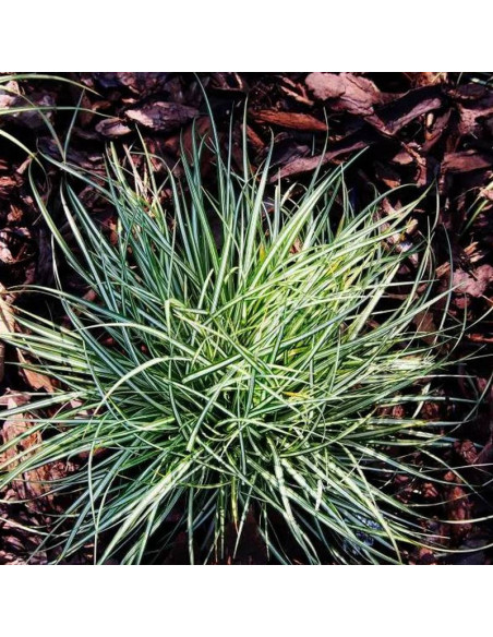 Variegata Carex ornithopoda Turzyca ptasie łapki