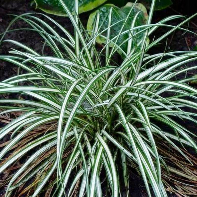 Turzyca ptasie łapki Carex ornithopoda Variegata