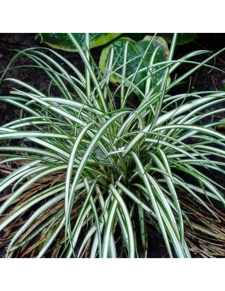 Turzyca ptasie łapki Carex ornithopoda Variegata