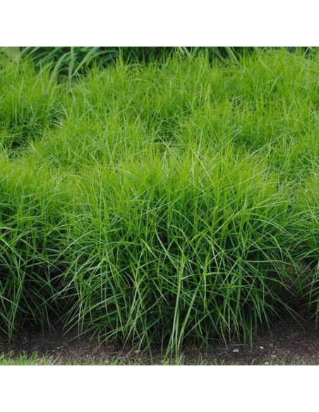 Turzyca palmowa Carex muskingumensis