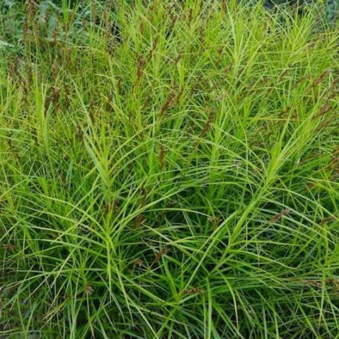 Carex muskingumensis Turzyca palmowa