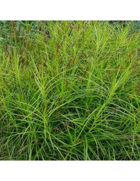Carex muskingumensis Turzyca palmowa