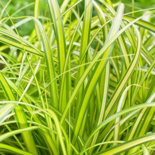 Turzyca oszimska Eversheen Carex oshimensis