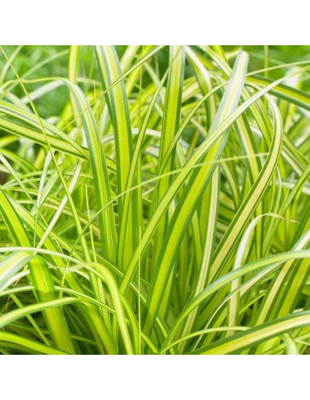 Turzyca oszimska Eversheen Carex oshimensis