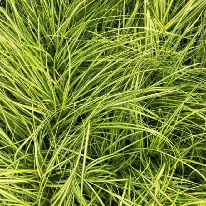 Eversheen Carex oshimensis Turzyca oszimska