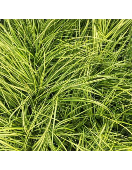 Eversheen Carex oshimensis Turzyca oszimska