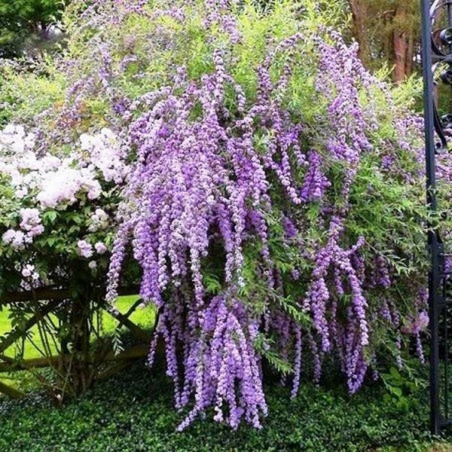 Buddleja alternifolia Budleja skrętolistna