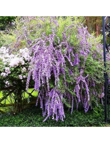 Buddleja alternifolia Budleja skrętolistna