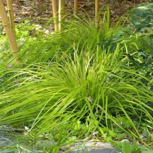 Turzyca oszimska Everillo Carex oshimensis