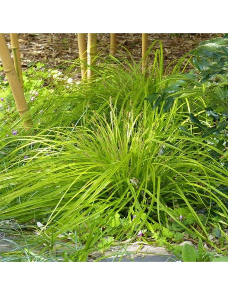 Turzyca oszimska Everillo Carex oshimensis