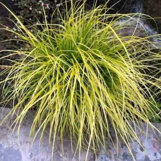 Turzyca oszimska Everillo Carex oshimensis 2