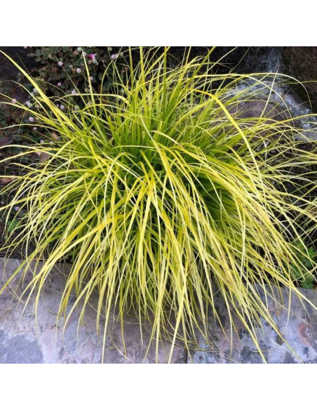 Everillo Carex oshimensis Turzyca oszimska