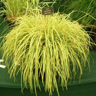 Turzyca oszimska Evergold Carex oshimensis