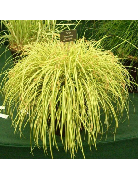 Turzyca oszimska Evergold Carex oshimensis