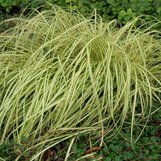Turzyca oszimska Evergold Carex oshimensis 2
