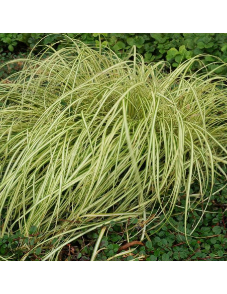 Evergold Carex oshimensis Turzyca oszimska