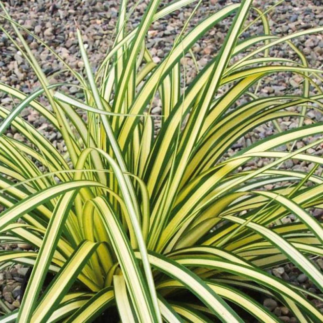 Turzyca oszimska Carex oshimensis Evergold