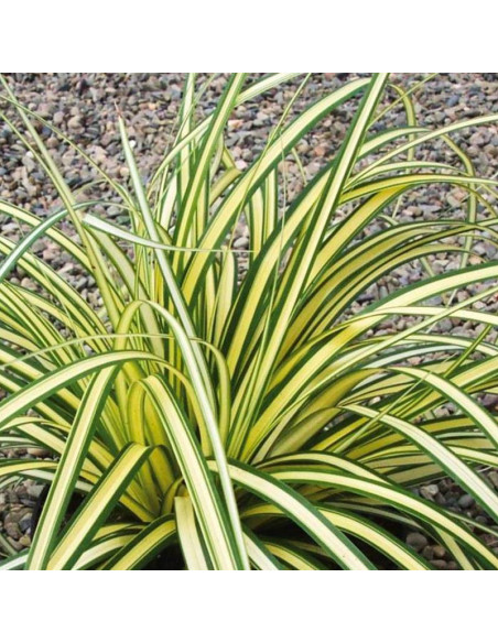 Turzyca oszimska Carex oshimensis Evergold
