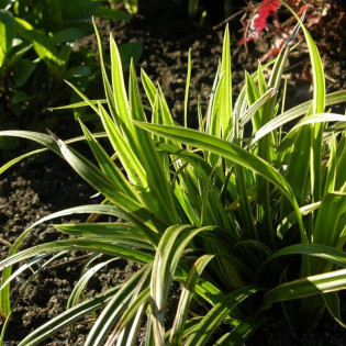 Variegata Carex morrowii Turzyca Morrowa