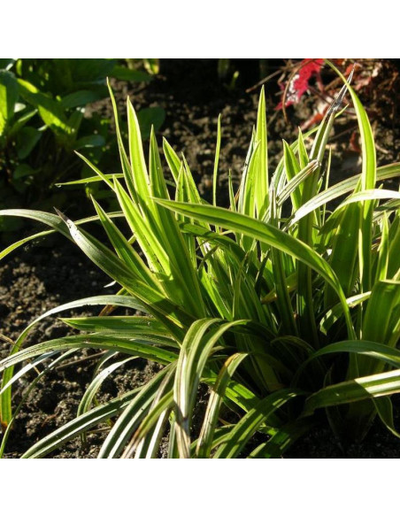 Variegata Carex morrowii Turzyca Morrowa