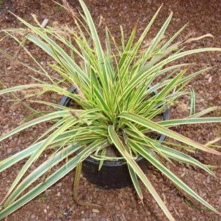 Variegata Carex morrowii Turzyca Morrowa 2