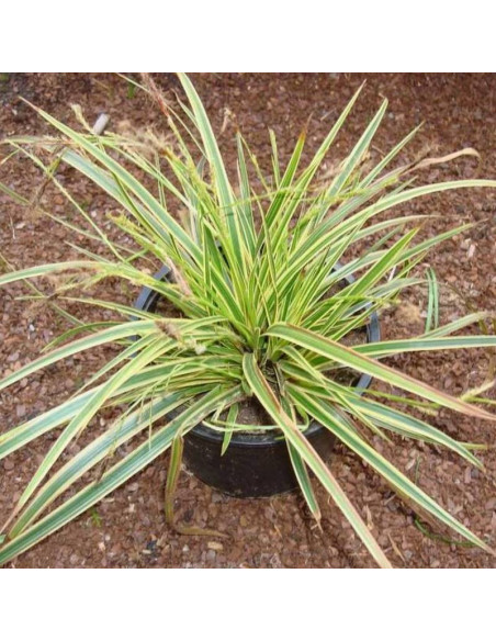 Turzyca Morrowa Variegata Carex morrowii