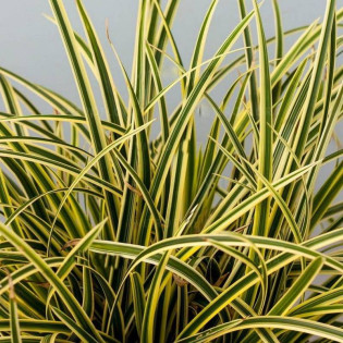 Turzyca Morrowa Vanilla Ice Carex morrowii