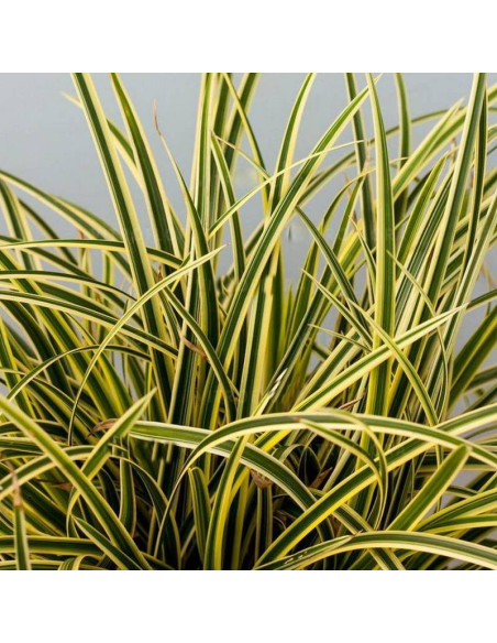 Turzyca Morrowa Vanilla Ice Carex morrowii