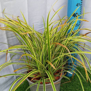 Turzyca Morrowa Vanilla Ice Carex morrowii 2